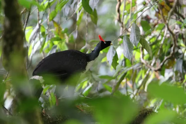 File:Oreophasis derbianus 93128354.jpg
