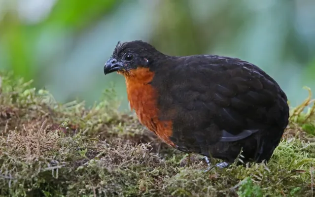 File:Odontophorus melanonotus 104812951.jpg