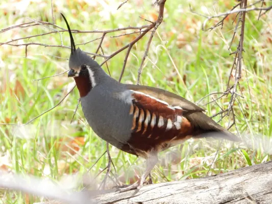 File:Oreortyx pictus 189165978.jpg