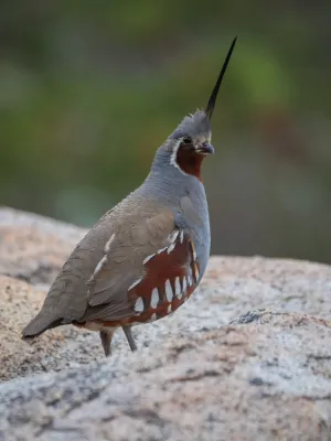 File:Oreortyx pictus 90643590.jpg