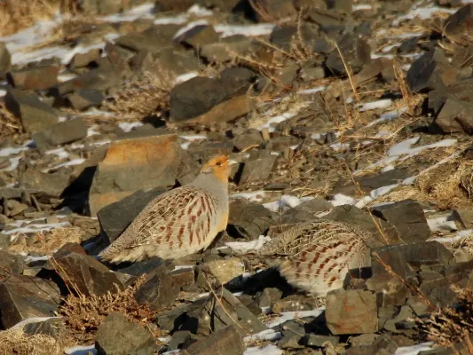 File:Perdix dauurica 109835518.jpg