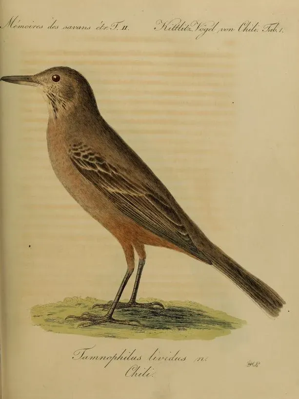 File:Agriornis lividus Mémoires présentés à l'Académie impériale des Sciences de St. Petersbourg.jpg