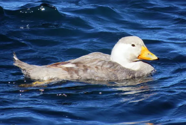 File:Tachyeres leucocephalus 27199396.jpg