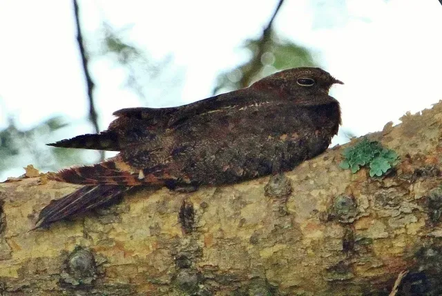 File:Caprimulgus vexillarius 256939827.jpg