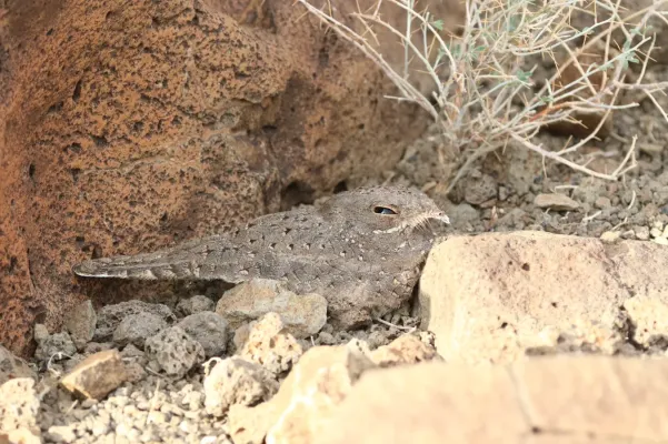 File:Caprimulgus stellatus 161729971.jpg