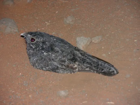 File:Caprimulgus inornatus 128478334.jpg