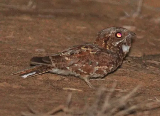 File:Caprimulgus donaldsoni 177267149.jpg