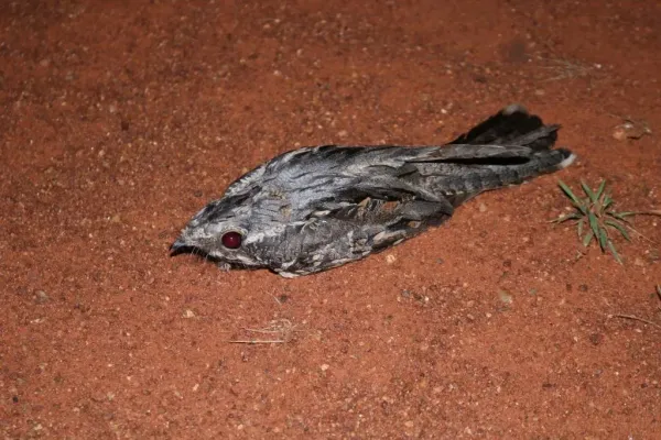 File:Caprimulgus rufigena rufigena 31726969.jpg