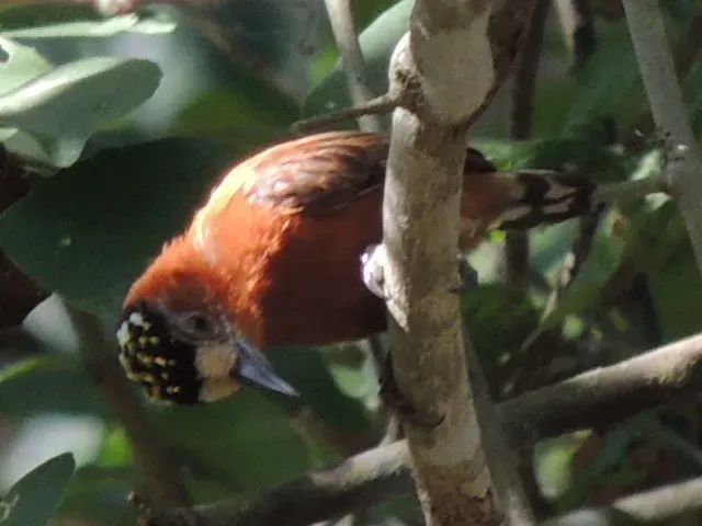 File:Picumnus cinnamomeus 234401.jpg