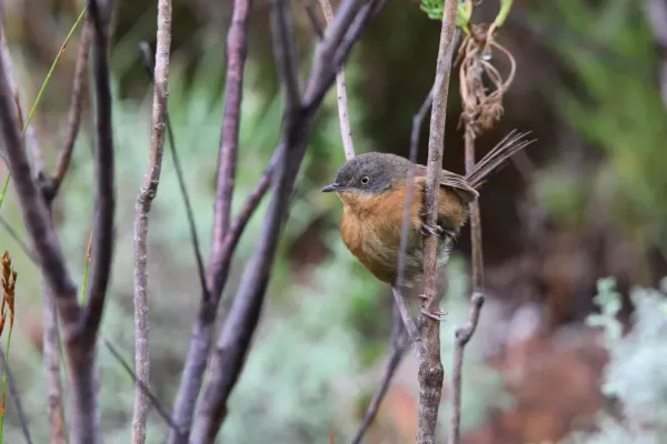 File:Cryptillas victorini 92976534.jpg