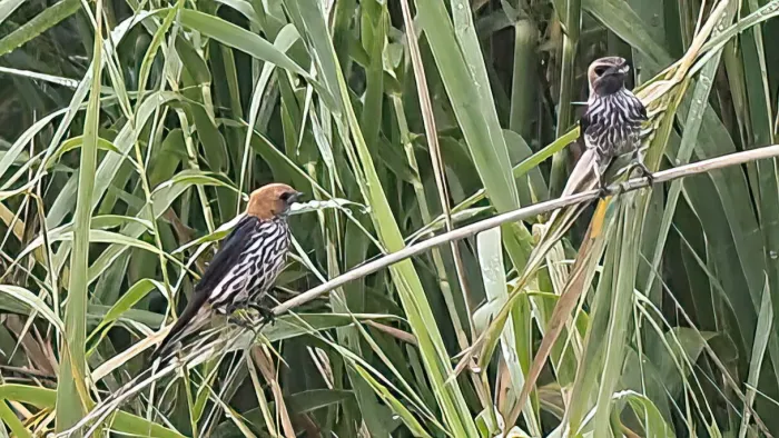 File:Cecropis abyssinica, Savannezwaluw, Kleinstreepswael.jpg