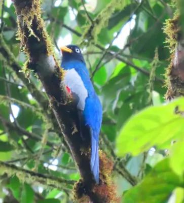 File:Trogon comptus 63350794.jpg