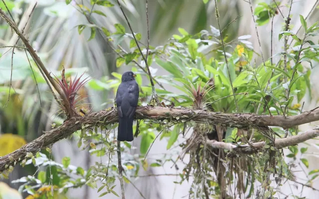 File:Trogon comptus 104823204.jpg