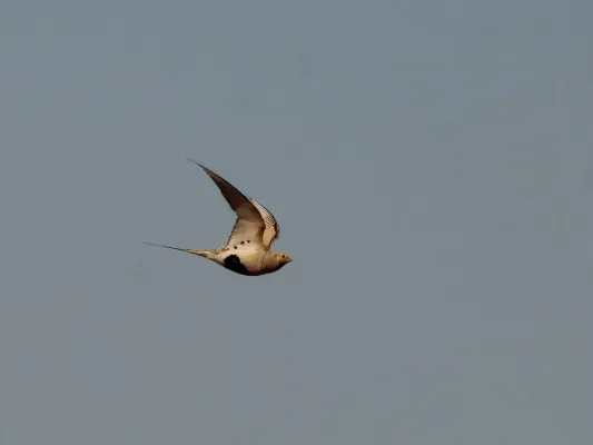 File:Syrrhaptes paradoxus 134539273.jpg