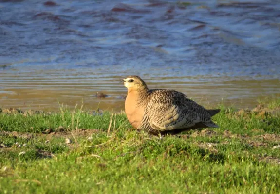File:Pterocles personatus 2089035.jpg