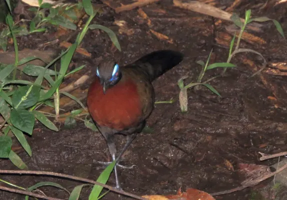 File:Coua serriana 49406241.jpg