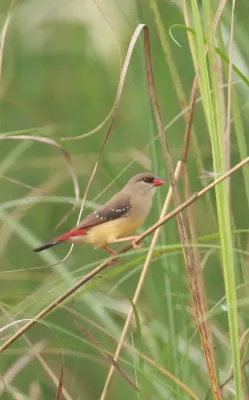 File:Red avadavat (Amandava amandava)-.jpg