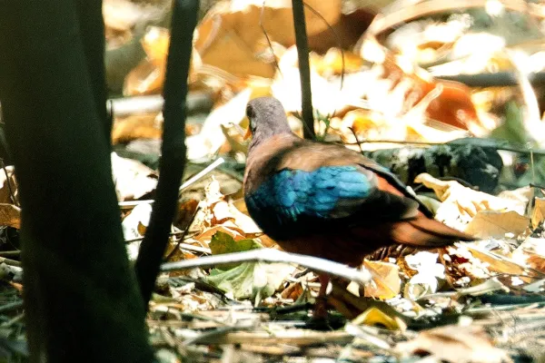 File:Chalcophaps stephani, Bitung, Sulawesi Utara, Indonesia 107896358.jpg