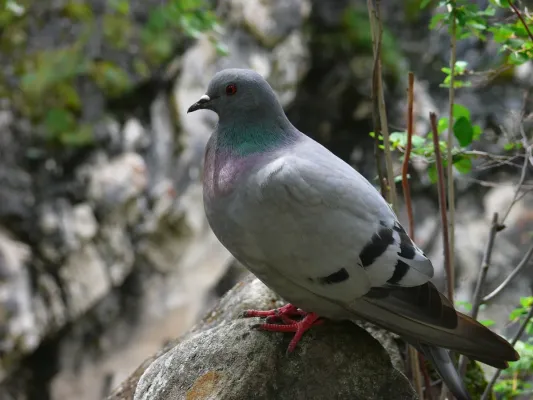 File:Columba rupestris 258449232.jpg