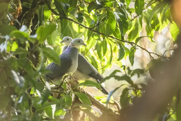 File:Columba pulchricollis 106184838.jpg