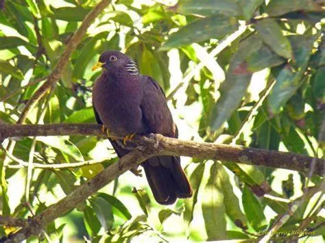 File:Columba pollenii 96189297.jpg