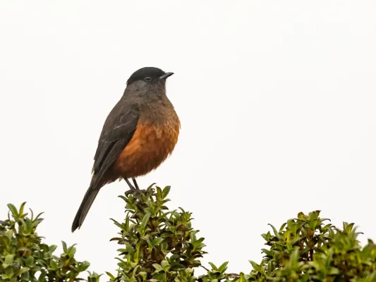 File:Doliornis remseni 262570674.jpg