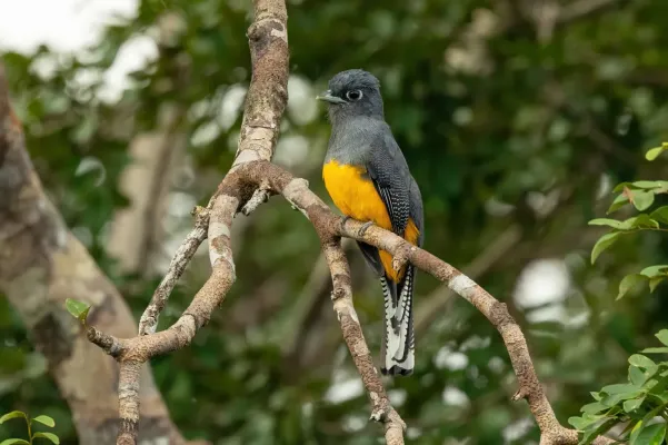 File:Trogon ramonianus 209021535.jpg