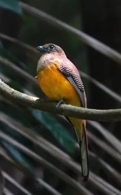 File:Harpactes oreskios 221157061.jpg