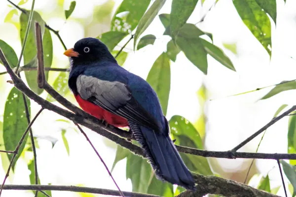 File:Trogon clathratus 30226687.jpg