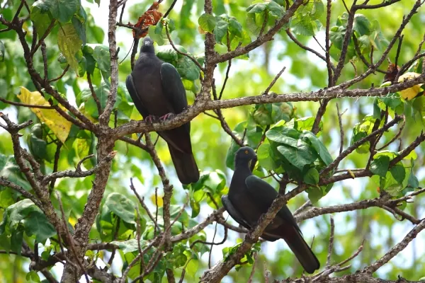 File:Ducula whartoni 248249618.jpg