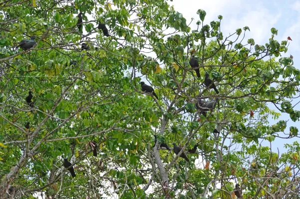 File:Ducula whartoni 248263429.jpg