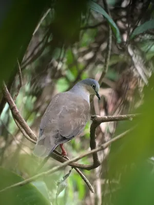 File:Leptotila plumbeiceps 224658460.jpg