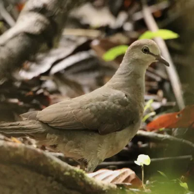 File:Leptotila cassinii 58252338.jpg