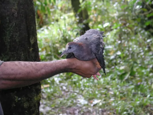 File:Henicophaps albifrons 82240300.jpg