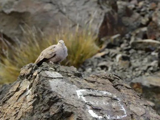 File:Metriopelia aymara 177146928.jpg