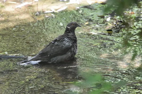 File:Patagioenas araucana 250123549.jpg