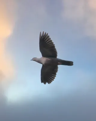 File:Patagioenas araucana 209411998.jpg