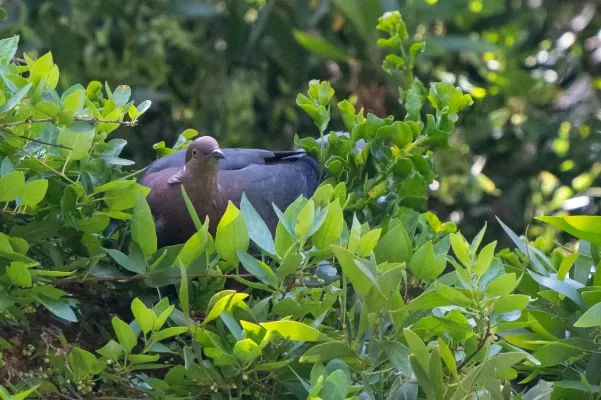 File:Patagioenas araucana 248395622.jpg