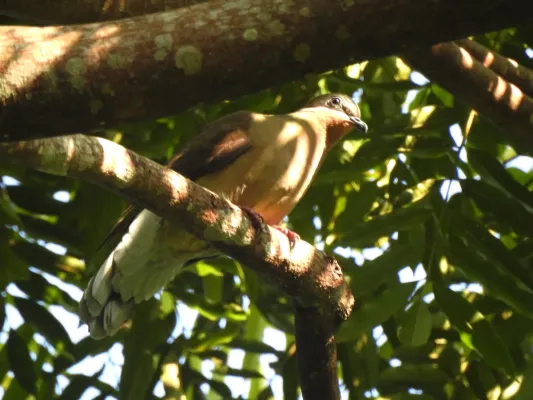 File:Phapitreron leucotis 52280764.jpg