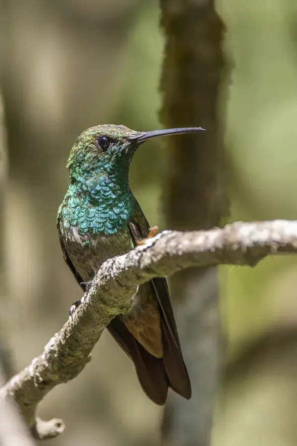 File:Berylline hummingbird (Saucerottia beryllina) Finca El Pilar 3.jpg
