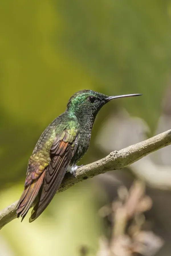 File:Berylline hummingbird (Saucerottia beryllina) Finca El Pilar 4.jpg