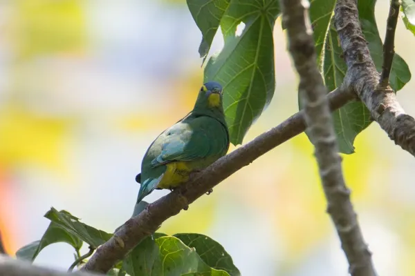 File:Ptilinopus monacha 107840878.jpg