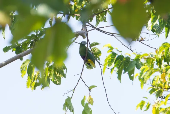 File:Ptilinopus hyogastrus 107841051.jpg