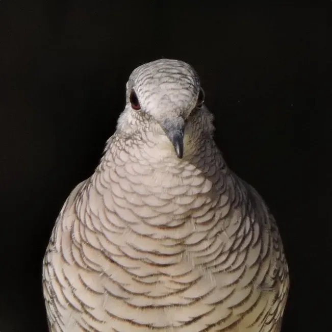 File:Columbina squammata 84588135.jpg