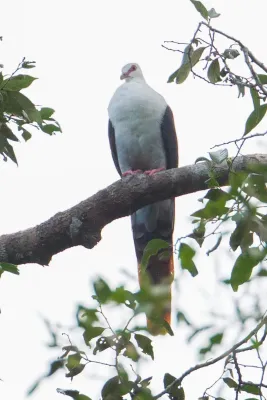 File:Reinwardtoena reinwardti 107893549.jpg