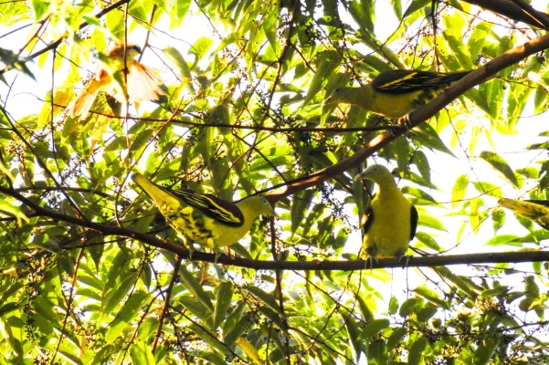 File:Treron axillaris 21425110.jpg