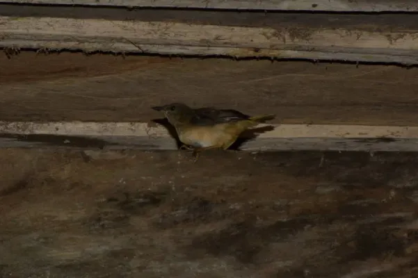 File:Turdus obsoletus DT -P Milpe-Pachijal- (1) (20308656354).jpg
