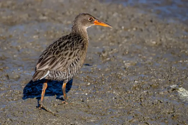 File:Rallus longirostris 239528250.jpg