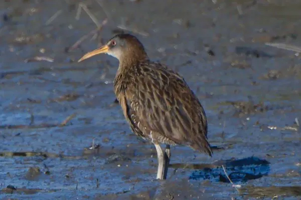 File:Rallus crepitans 187187044.jpg