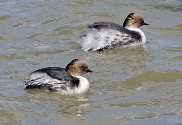 File:Podiceps occipitalis 248396375.jpg